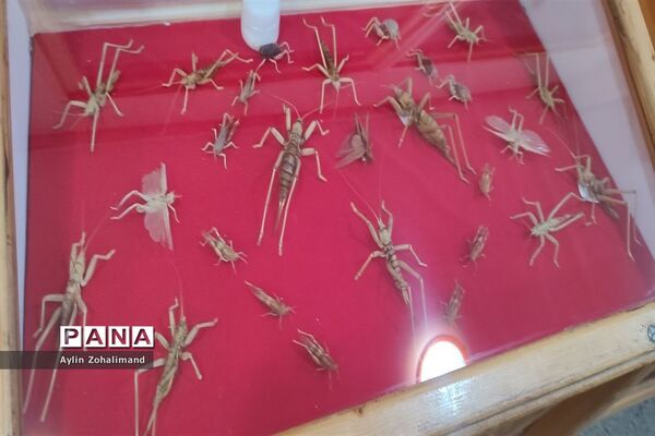 موزه تاریخ طبیعی در همدان