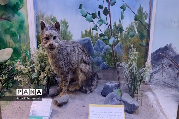 موزه تاریخ طبیعی در همدان