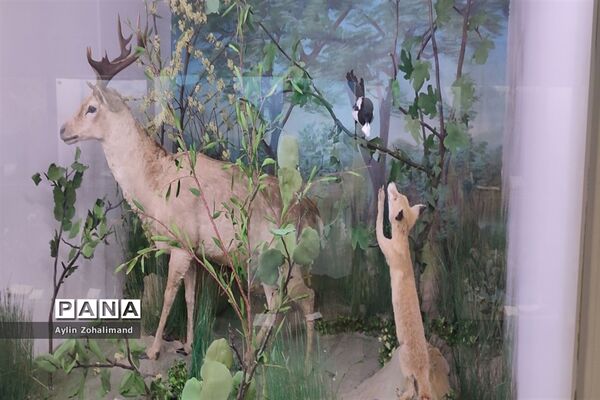 موزه تاریخ طبیعی در همدان