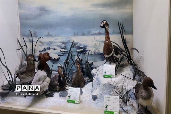 موزه تاریخ طبیعی در همدان