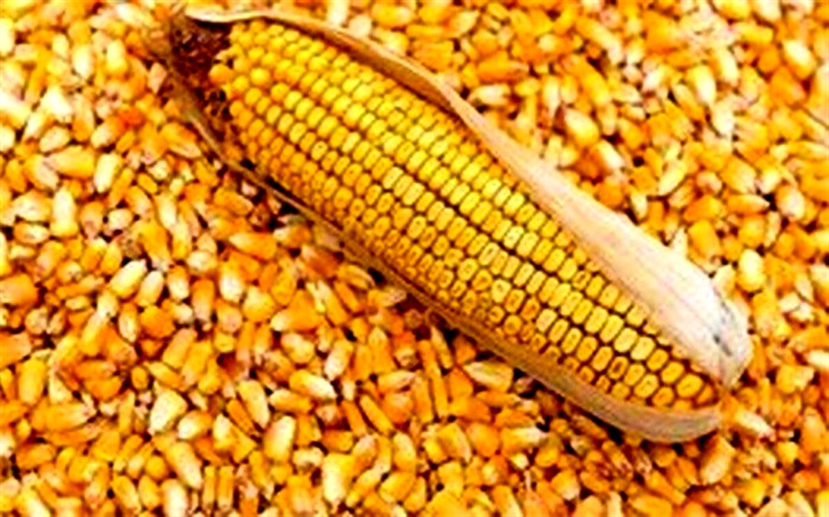 هیچ ذرت آلوده‌ای در استان همدان وجود ندارد