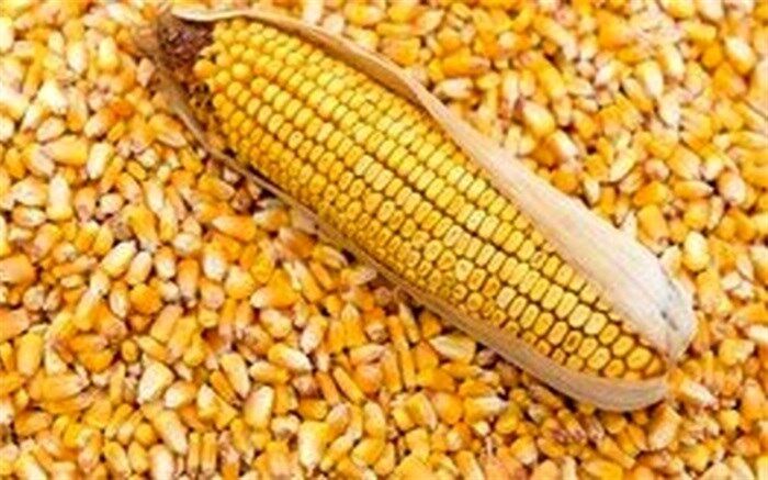 هیچ ذرت آلوده‌ای در استان همدان وجود ندارد