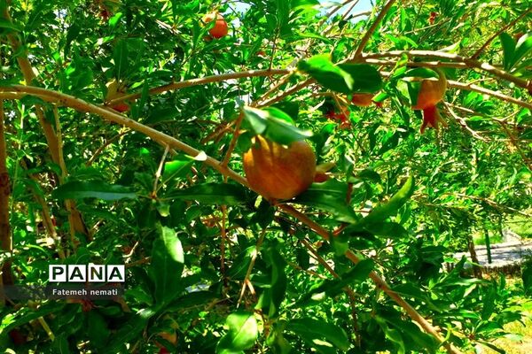 طبیعت زیبای استان مرکزی در آخرین روزهای تابستان