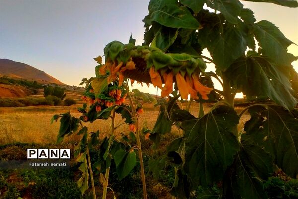 طبیعت زیبای استان مرکزی در آخرین روزهای تابستان
