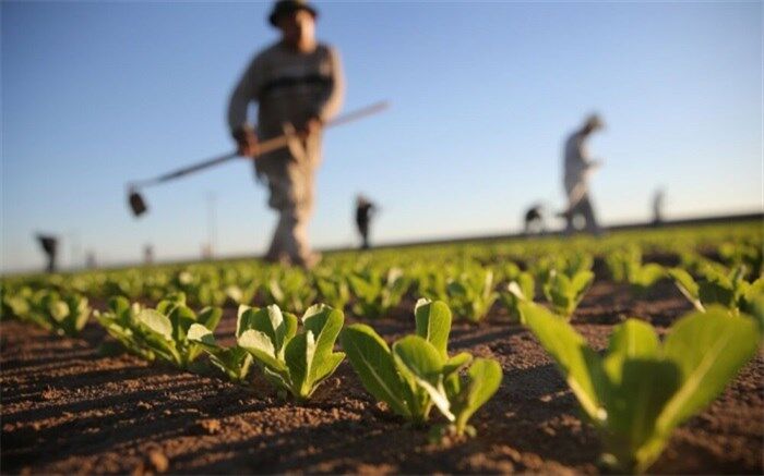 کاهش ۳ میلیون تنی واردات کالاهای اساسی به کشور با رشد تولید محصولات کشاورزی