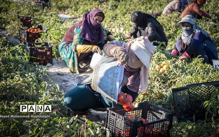 خرید توافقی گوجه‌فرنگی و لیمو از طریق تشکل‌ها