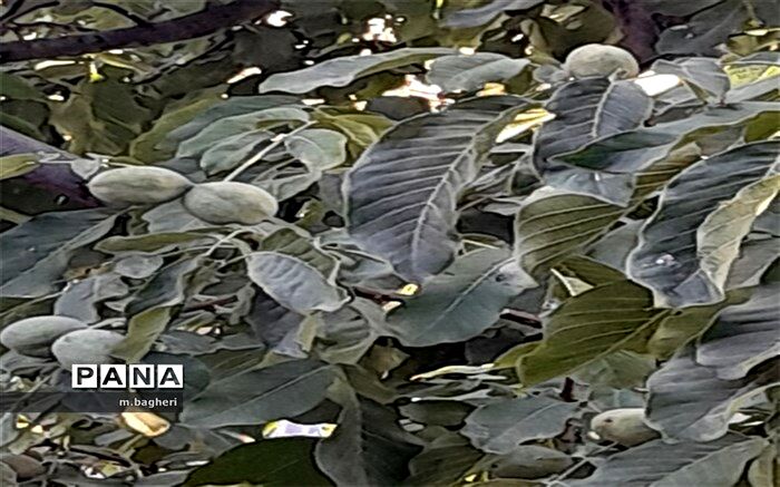 برداشت گردو در شهرکاج