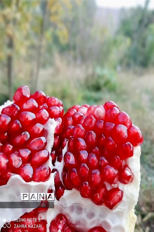 برداشت انار در باغات طارم