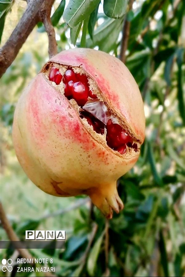 برداشت انار در باغات طارم