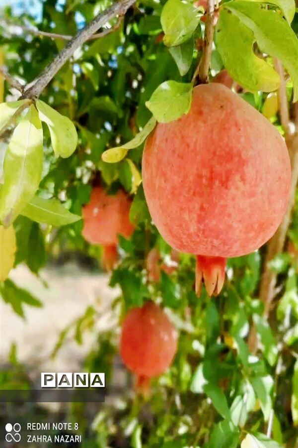 برداشت انار در باغات طارم