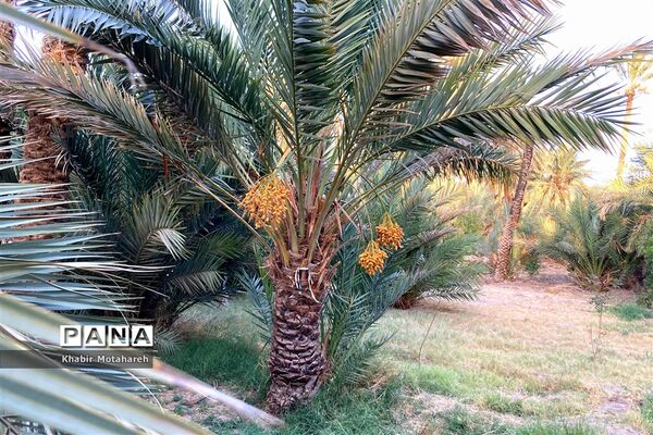اولین جشنواره تجربه‌ محور برداشت خرما روستای حاجی آباد زرین شهرستان اردکان