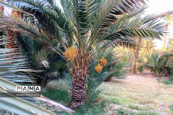 اولین جشنواره تجربه‌ محور برداشت خرما روستای حاجی آباد زرین شهرستان اردکان