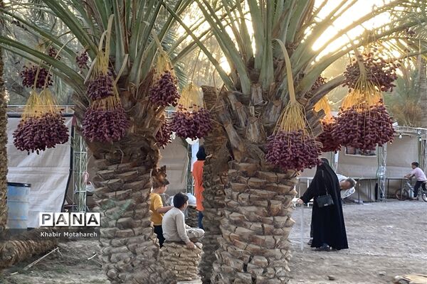 اولین جشنواره تجربه‌ محور برداشت خرما روستای حاجی آباد زرین شهرستان اردکان