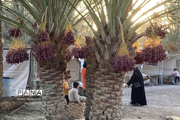 اولین جشنواره تجربه‌ محور برداشت خرما روستای حاجی آباد زرین شهرستان اردکان