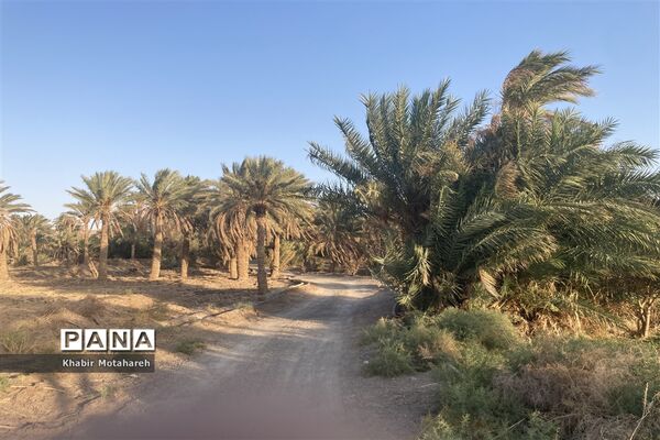 اولین جشنواره تجربه‌ محور برداشت خرما روستای حاجی آباد زرین شهرستان اردکان