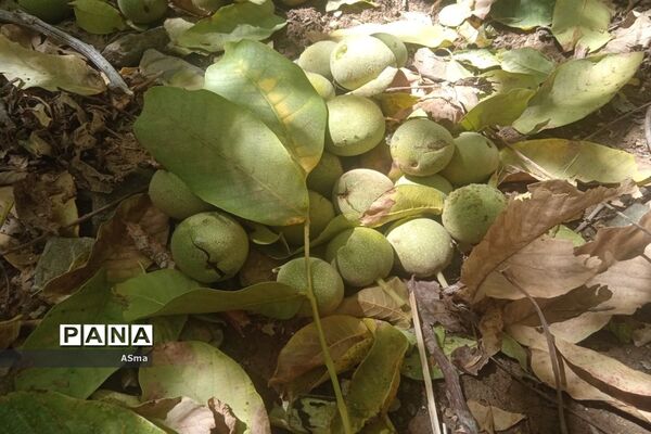 آغاز برداشت گردو در شهرستان بن