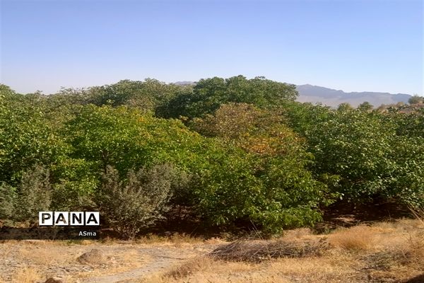 آغاز برداشت گردو در شهرستان بن