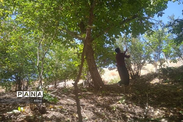 آغاز برداشت گردو در شهرستان بن