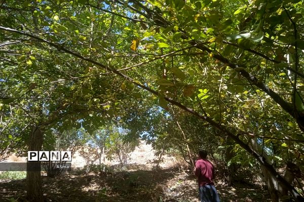 آغاز برداشت گردو در شهرستان بن