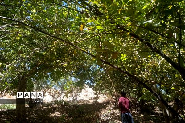 آغاز برداشت گردو در شهرستان بن