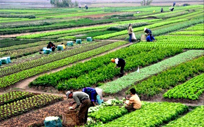 اعتبارات بخش کشاورزی باید ویژه دیده شود