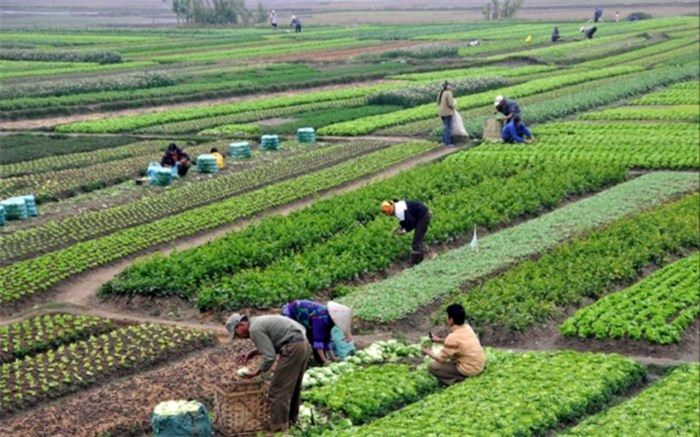 اعتبارات بخش کشاورزی باید ویژه دیده شود