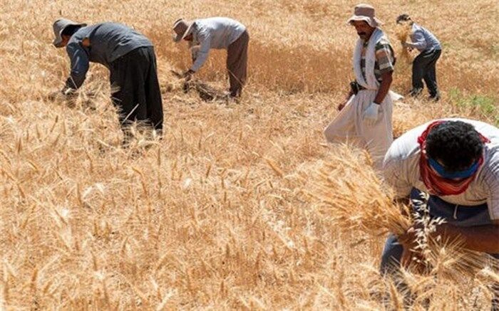 چه میزان از مطالبات گندمکاران پرداخت شده است؟