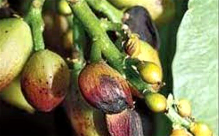 کنترل بیولوژیک آفات پسته توسعه می‌یابد