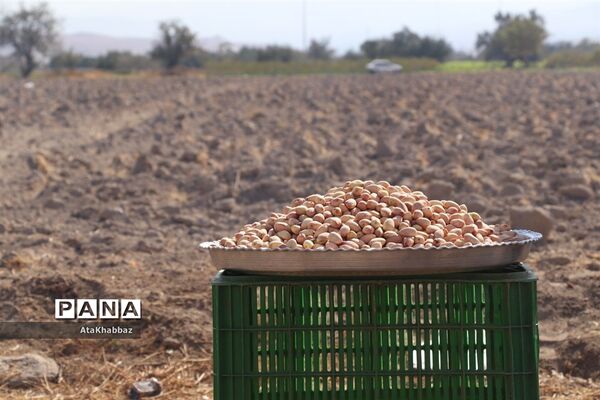 آذرشهر و پسته‌های خندانش