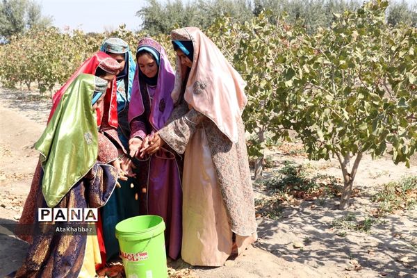 آذرشهر و پسته‌های خندانش