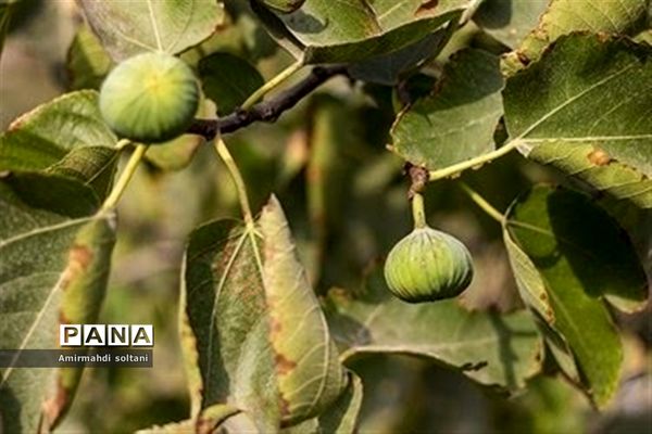 جشنواره انجیر ارس