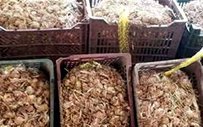 کشف پیاز زعفران قاچاق در"زیرکوه"