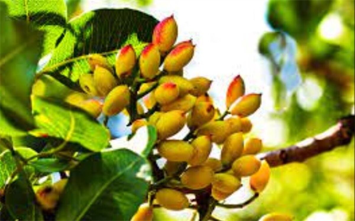 ارزآوری بیش از یک میلیارد دلاری محصول پسته برای کشور