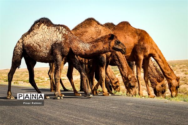 شتر‌های خور خور
