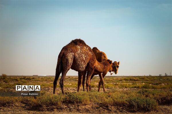 شتر‌های خور خور
