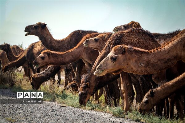 شتر‌های خور خور