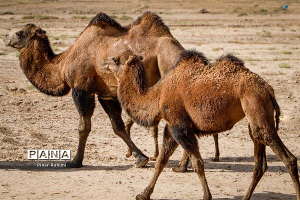 شتر‌های خور خور