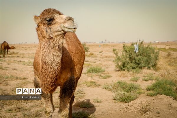 شتر‌های خور خور
