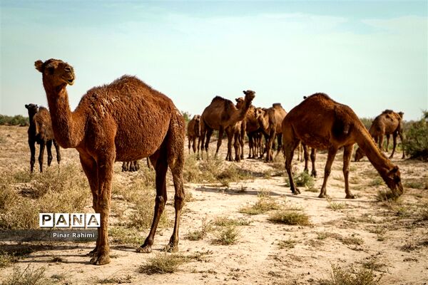 شتر‌های خور خور