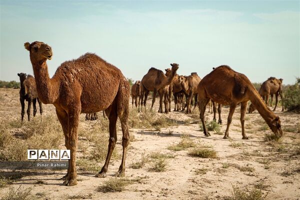 شتر‌های خور خور