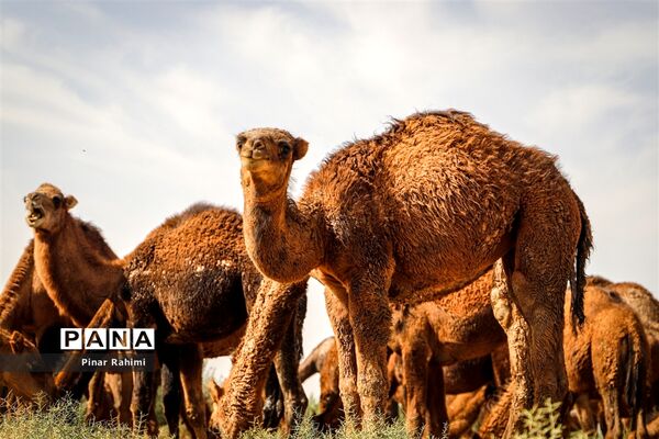 شتر‌های خور خور