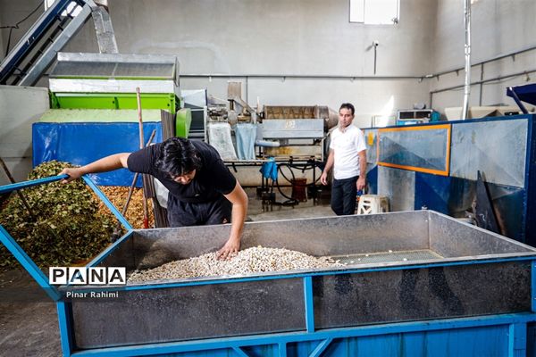 برداشت پسته در بخش ایلخچی