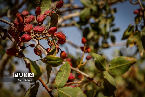 برداشت پسته در بخش ایلخچی