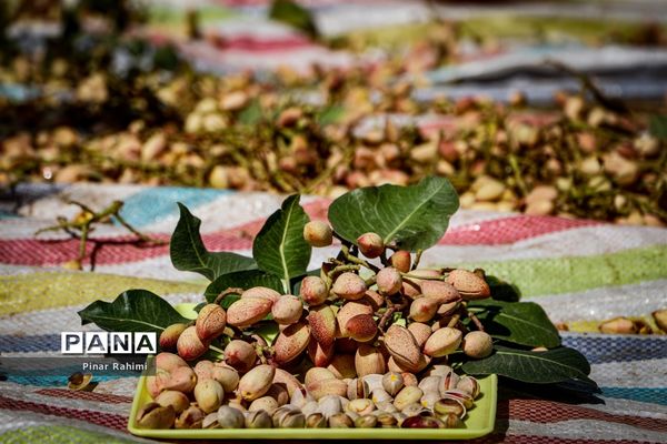 برداشت پسته در بخش ایلخچی