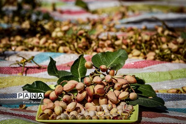 برداشت پسته در بخش ایلخچی