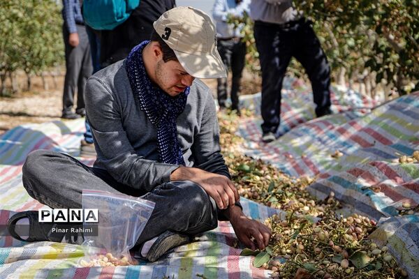 برداشت پسته در بخش ایلخچی