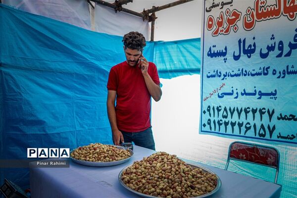 برداشت پسته در بخش ایلخچی