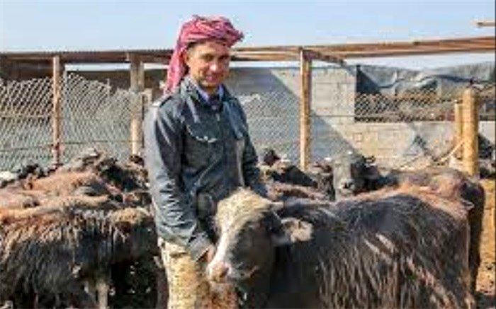 تاکید بر تامین نیروهای متخصص در سازمان دامپزشکی کشور