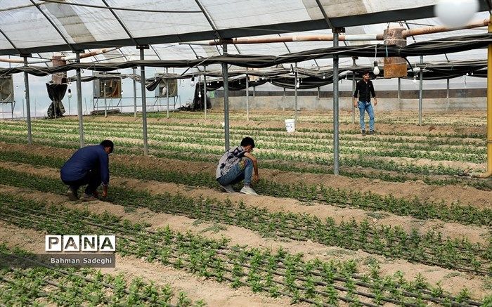 ۵ هزار و ۷۰۰ هکتار زمین کشاورزی هنرستان‌ها امسال زیر کشت محصولات غذایی خواهد رفت