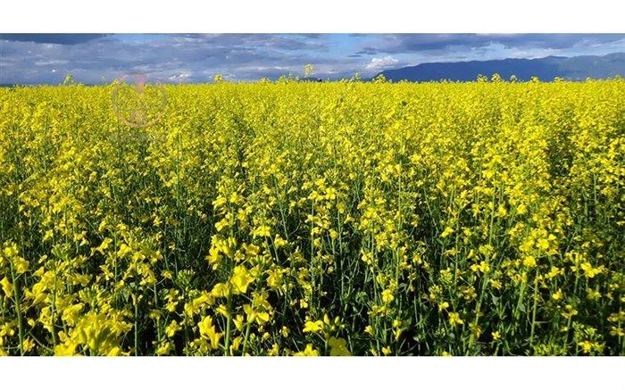 کشت کلزا در ۲۰۰۰ هکتار از اراضی کشاورزی بیله‌سوار